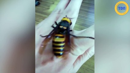 Ce frelon asiatique énorme n'impressionne pas cet homme !