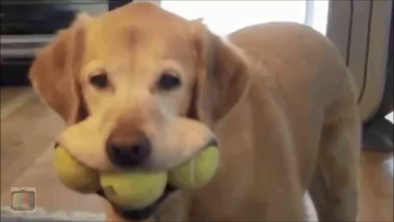 Adorable Dogs Smiling Compilation