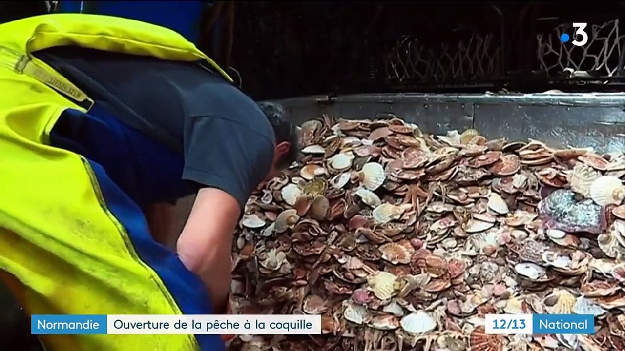 Normandie : ouverture de la pêche à la coquille Saint-Jacques