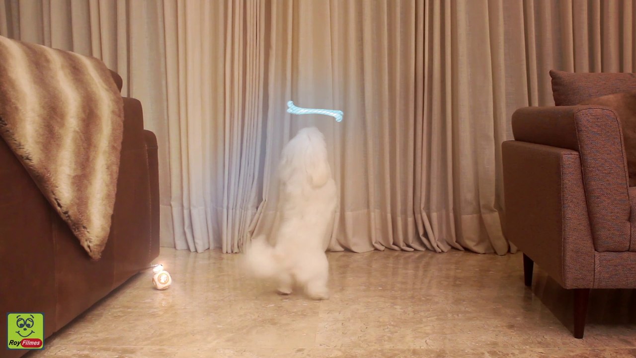 BB-8 and Luna are dancing