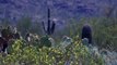 Un parc de l'Arizona insère des micropuces sur ses cactus pour traquer les voleurs