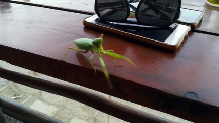 Praying Mantis Attack
