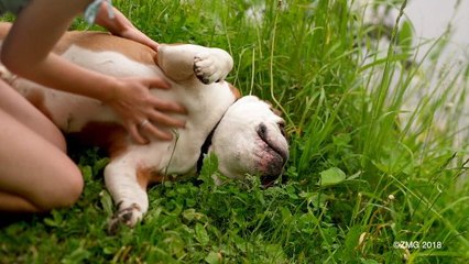 Vet Expert Says Your Phone Addiction Could Make Your Dog Depressed