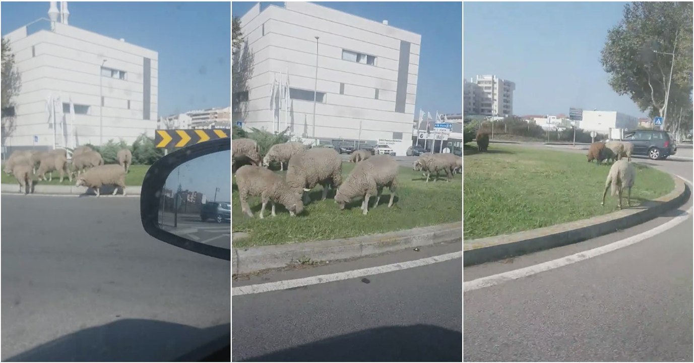Novos corta-relvas nas rotundas da Póvoa de Varzim