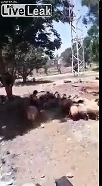 Vengeance d'un bélier sur son berger qui lui grimpait dessus !