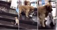 Cão "segurança" evita confusão entre dois gatos à porta de estabelecimento