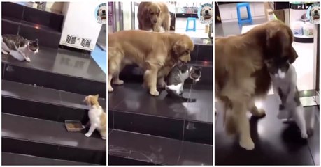 Cão "segurança" evita confusão entre dois gatos à porta de estabelecimento