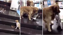 Cão "segurança" evita confusão entre dois gatos à porta de estabelecimento