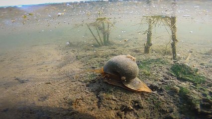 Salzwasser gegen Schneckenplage auf Europas Reisfeldern