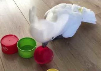 Harley the Cockatoo Gets Goofy in Front of the Camera