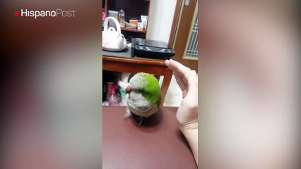 En Taiwán hay un periquito de lo más consentido al que le encantan las caricias