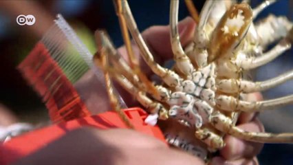 Protecting Caribbean lobster in Mexico | DW English
