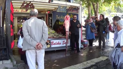 Yeşilırmak'ta 2 metrelik yayın balığı yakalandı - AMASYA