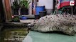 Cette famille indonésienne vit avec un crocodile de 200kg dans la maison