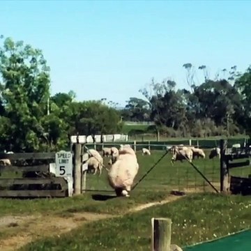 D'ou vient le jeu Saute Mouton...