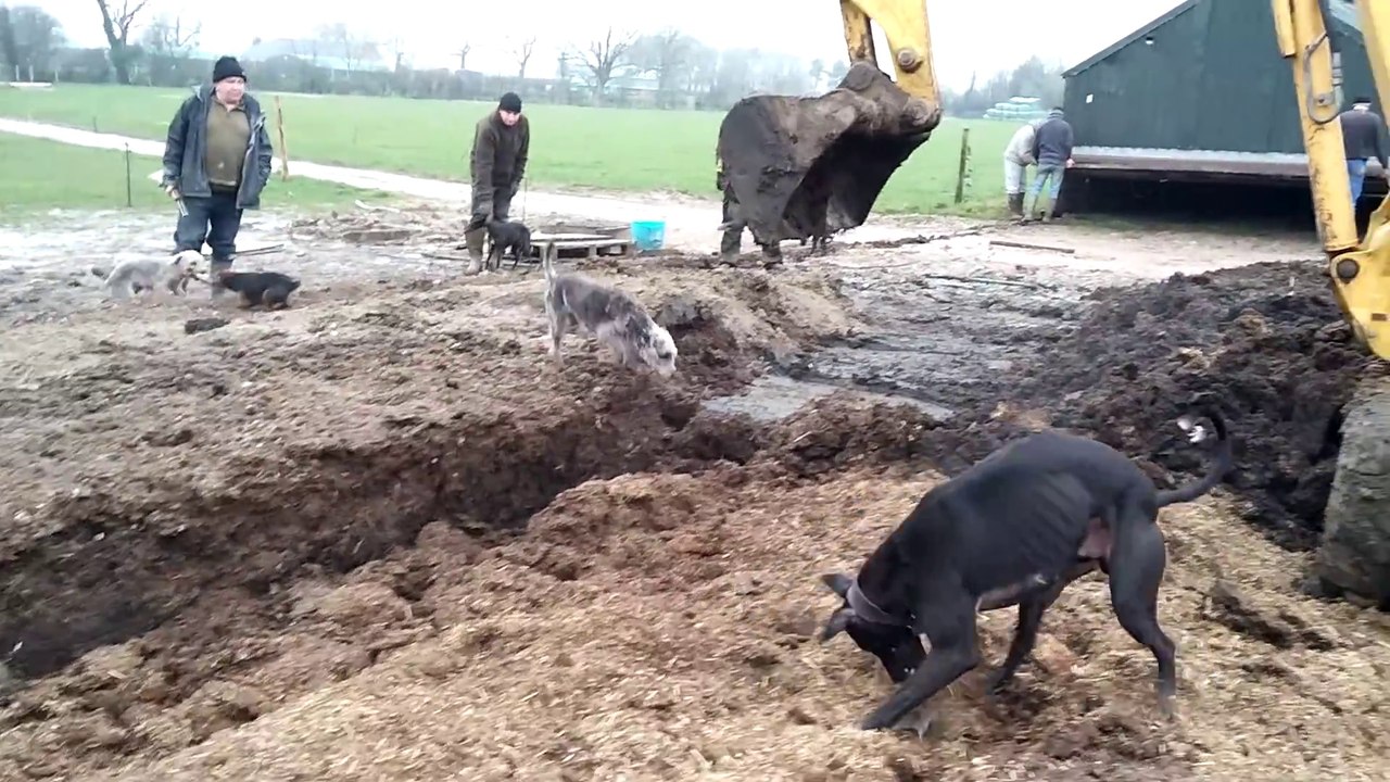 Ces chiens sont dressés à chasser les rats. Et il y en a des centaines ici