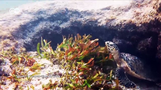 Saving Kenya's endangered sea turtles | DW English