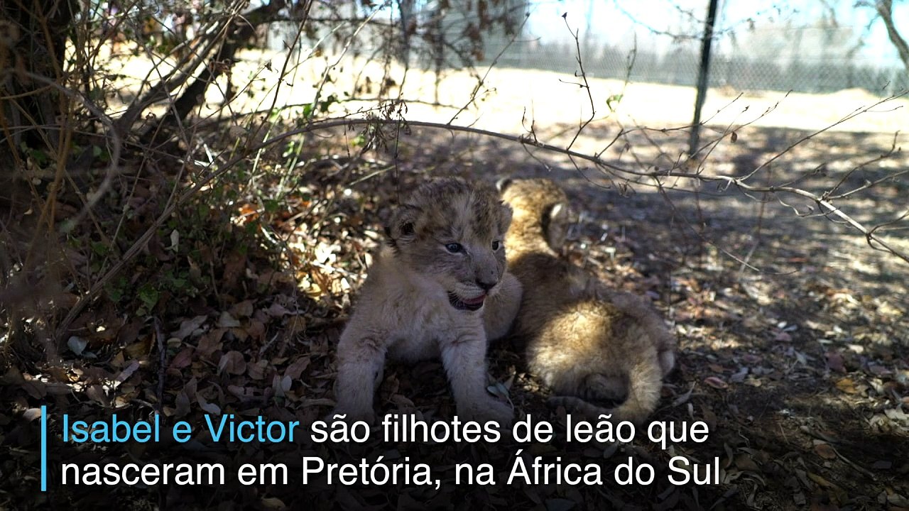 Filhotes do futuro