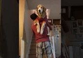 Spoiled Dogs Insist Owner Carries Them Upstairs to Bed