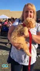 Tracys Dogs Take Off Live - Dog's Journey Home