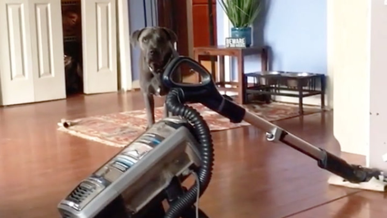 Dog Doesn't Like Vacuum
