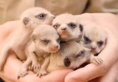 5 Tiny Baby Meerkats Fit in Palms of Zookeeper