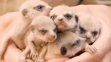 5 Tiny Baby Meerkats Fit in Palms of Zookeeper