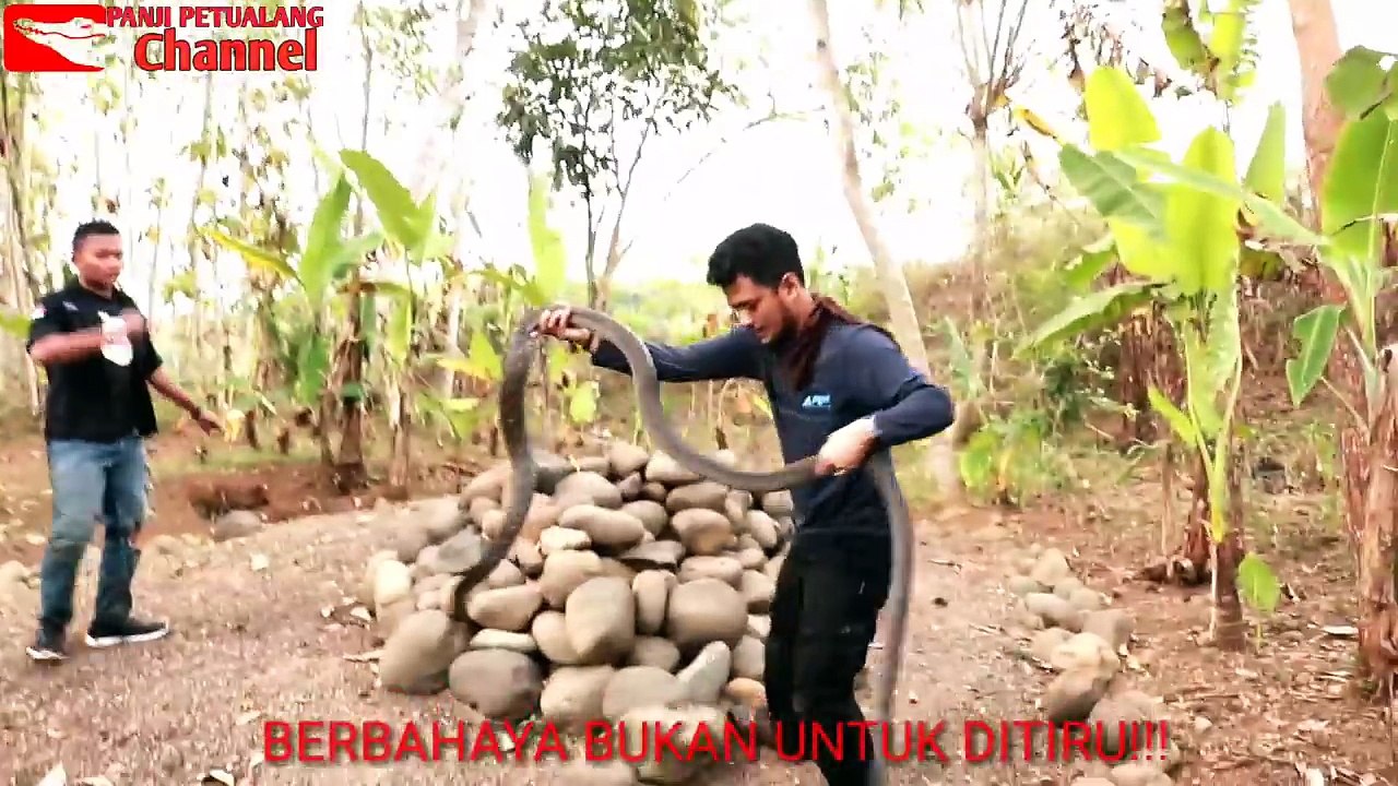 RESCUE KING KOBRA BESAR MASUK KANDANG SAPI_EXPEDISI JAWA-BALI_CIAMIS REST PART AKHIR