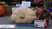 Over 2,000-Pound Pumpkin Breaks New York State Record