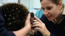 Unlucky Echidna is World's First to Be Allergic to Ants, Her Main Food Group