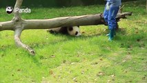 Xue Bao is just one year old while he is an excellent long-distance runner~Watch full video here:  All history episodes of Panda Billboard:  #PandaBillboar