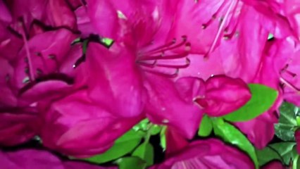 Change your Hair Color in 10 Seconds with Hypnosis