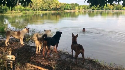 Faire une blague à ses chiens - Thaïlande