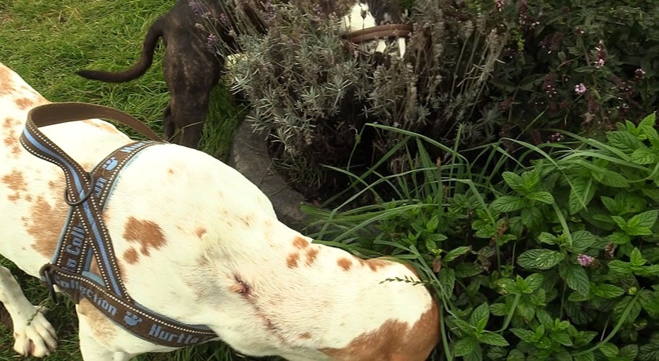 Adventure Play With Dogs!