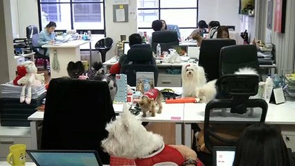 Kifejezetten hasznos lehet a kutya az irodában