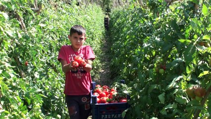 Yarım dönümden 60 bin dekara uzanan üretim - TOKAT