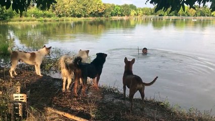 Blague à des chiens dans un étang