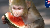 Fruit-heavy diet makes Melbourne Zoo animals fat, rots their teeth
