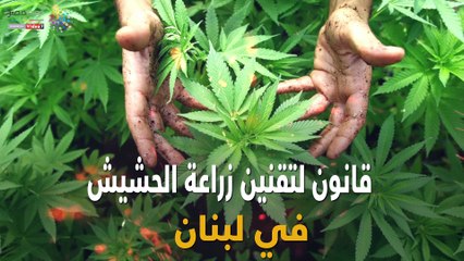 قانون لتقنين زراعة الحشيش في لبنان