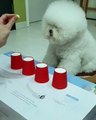 Cane che gioca i bicchieri