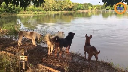 Cet homme fait une blague hilarante à ses chiens !