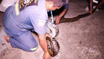 Grandmother finds 15ft long python hiding in toilet