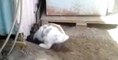Un lapin creuse un trou pour sauver un chaton bloqué sous un cabanon