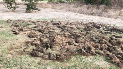 Cinq sangliers ont remué le parcours du golf des Olonne