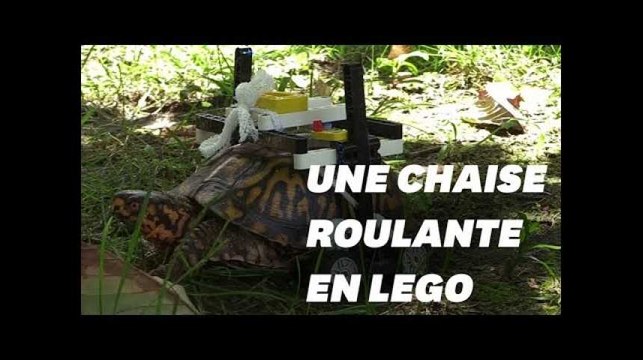 Cette tortue est équipée d'une chaise roulante faite en LEGO