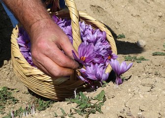 Dünyanın En Pahalı Bitkisinde Hasat Erken Başladı