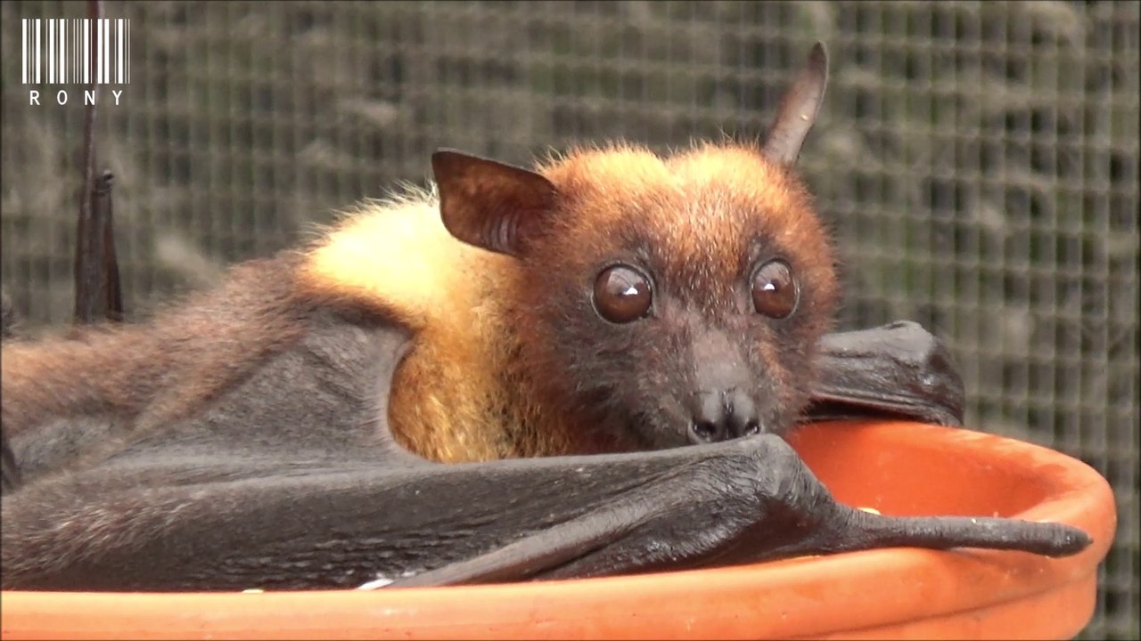 Renard volant de Lylé