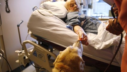 İtalya'da Yoğun Bakımdaki Hastalara Köpekli Terapi