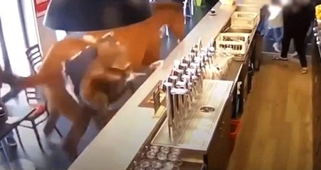 Jokeyini Sırtından Atan At Bahis Oynanan Bara Girince Olanlar Oldu