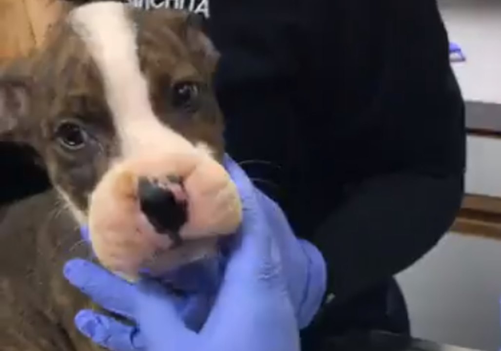 Puppies Rescued After Being Found With Rubber Bands Forcing Mouths Shut